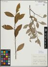 Foto von Salix myrsinifolia Salisb.